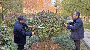 贝博艾佛森 江都城市绿化养护方案
